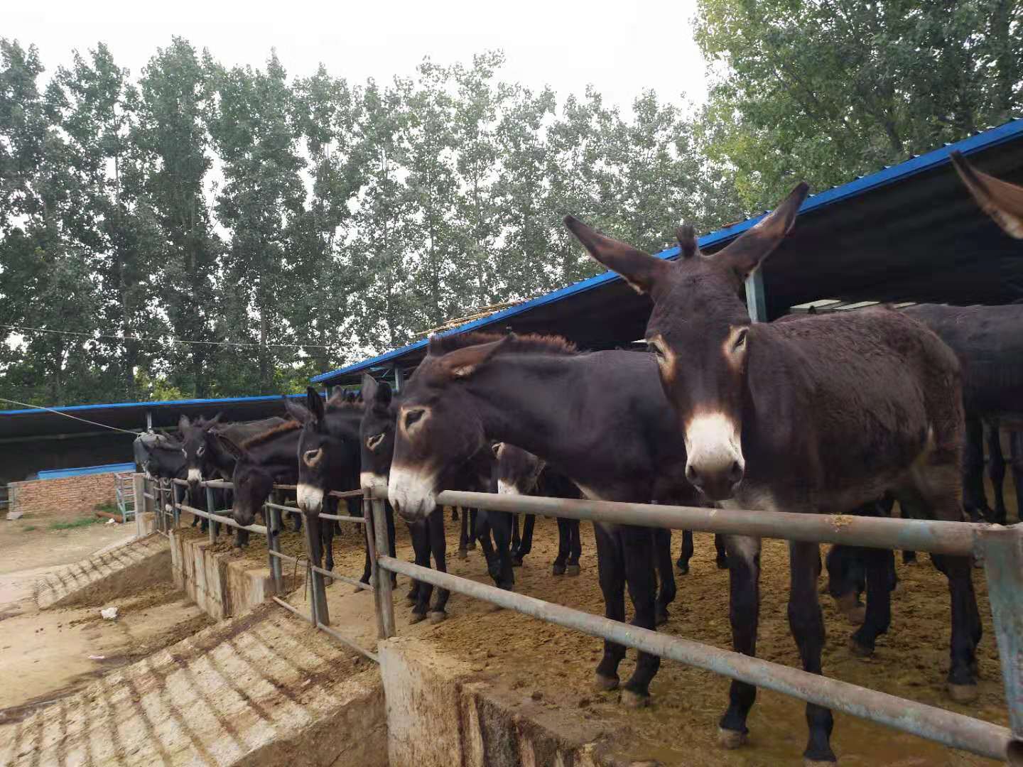 改良肉驴 德州驴 欣旺达养殖场常年对外出售优良肉驴肉驴苗 乌头驴 三粉驴5
