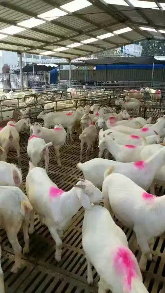 欣旺达肉羊养殖场常年对外出售改良肉羊肉羊苗 改良肉羊 波尔山羊 小尾寒羊 白山羊6