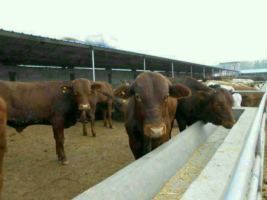夏洛莱牛 鲁西黄牛 湖南欣旺达肉牛养殖场常年对外出售优良肉牛肉牛犊 西门塔尔牛 利木赞牛2
