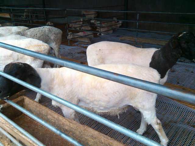 改良肉羊 欣旺达肉羊养殖场常年对外出售优良肉羊肉羊苗 小尾寒羊 杜泊绵羊 波尔山羊7