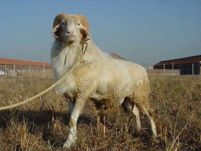 波尔山羊 小尾寒羊 利木赞羊 欣旺达牧业常年对外出售优良肉羊肉羊苗 白山羊5