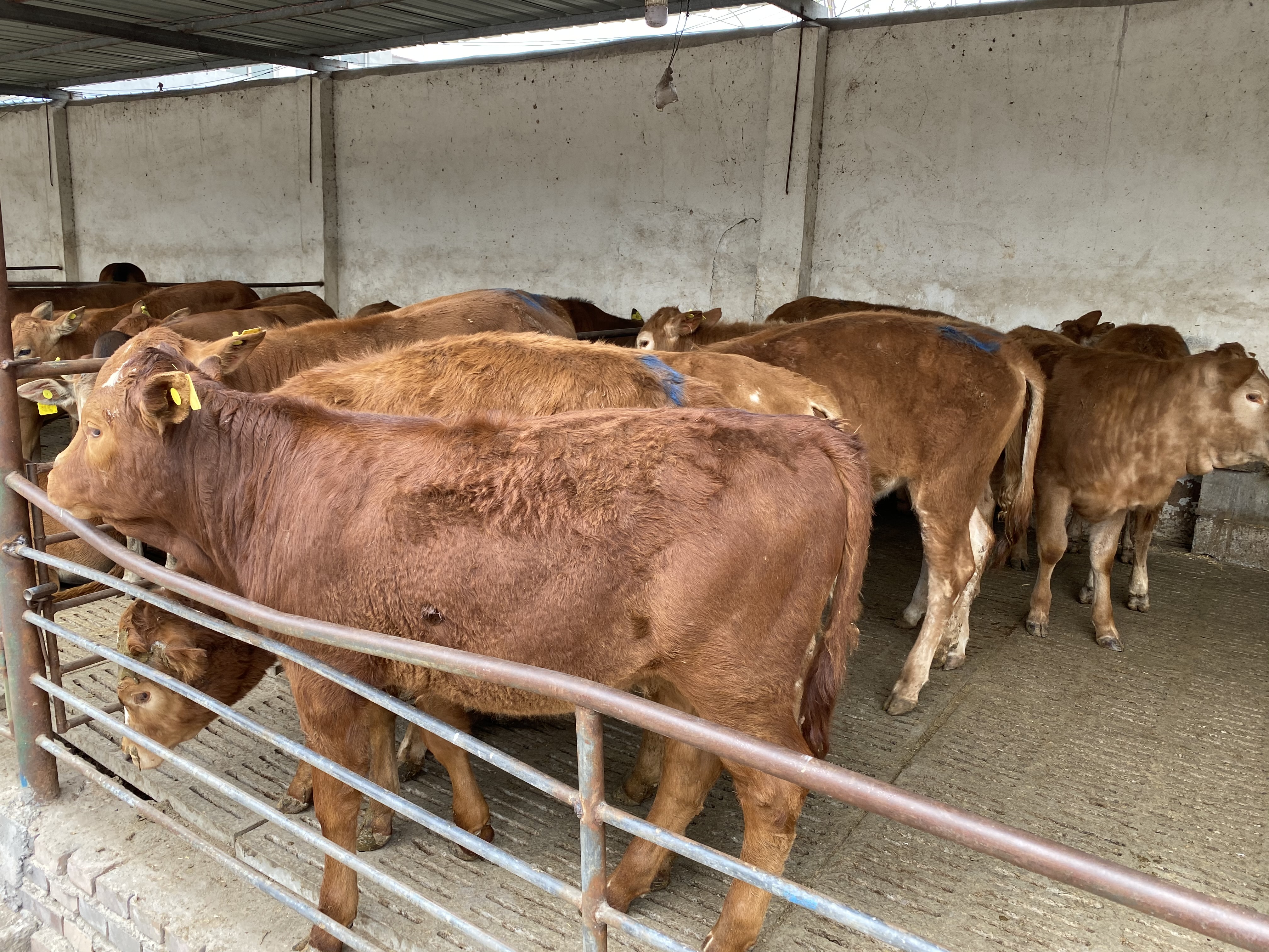 西门塔尔牛 欣旺达肉牛养殖场常年对外出售优良肉牛肉牛犊 鲁西黄牛 利木赞牛 价格优惠 夏洛莱牛5