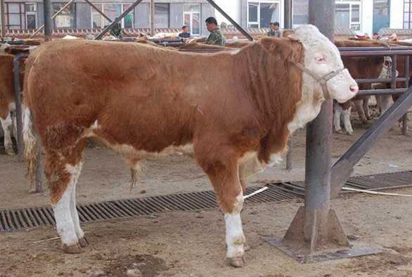欣旺达肉牛养殖场常年对外出售优良肉牛肉牛犊 利木赞牛 夏洛莱牛 西门塔尔牛 鲁西黄牛2