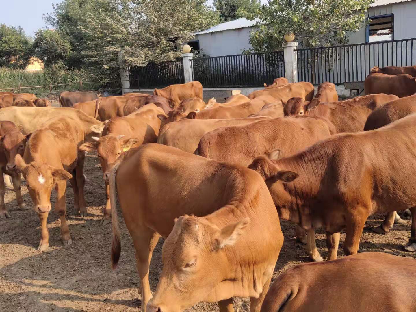 欣旺达肉牛养殖场常年对外出售优良肉牛肉牛犊 利木赞牛 夏洛莱牛 西门塔尔牛 鲁西黄牛8