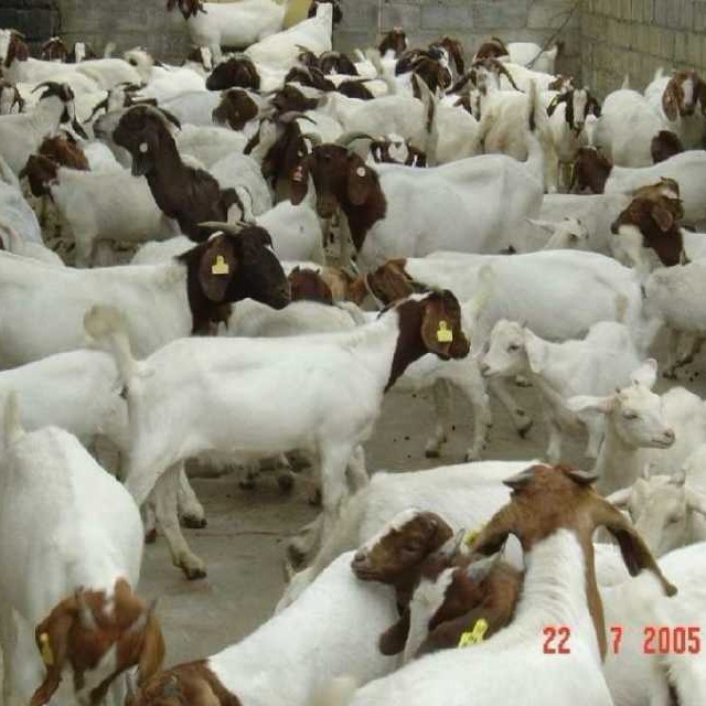 改良肉羊 欣旺达肉羊养殖场常年对外出售优良肉羊肉羊苗 小尾寒羊 杜泊绵羊 波尔山羊