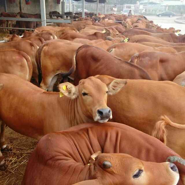 西门塔尔牛 利木赞牛 欣旺达肉牛养殖场常年对外出售优良肉牛肉牛犊 夏洛莱牛 鲁西黄牛1