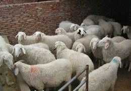 改良肉羊 欣旺达肉羊养殖场常年对外出售优良肉羊肉羊苗 小尾寒羊 杜泊绵羊 波尔山羊1