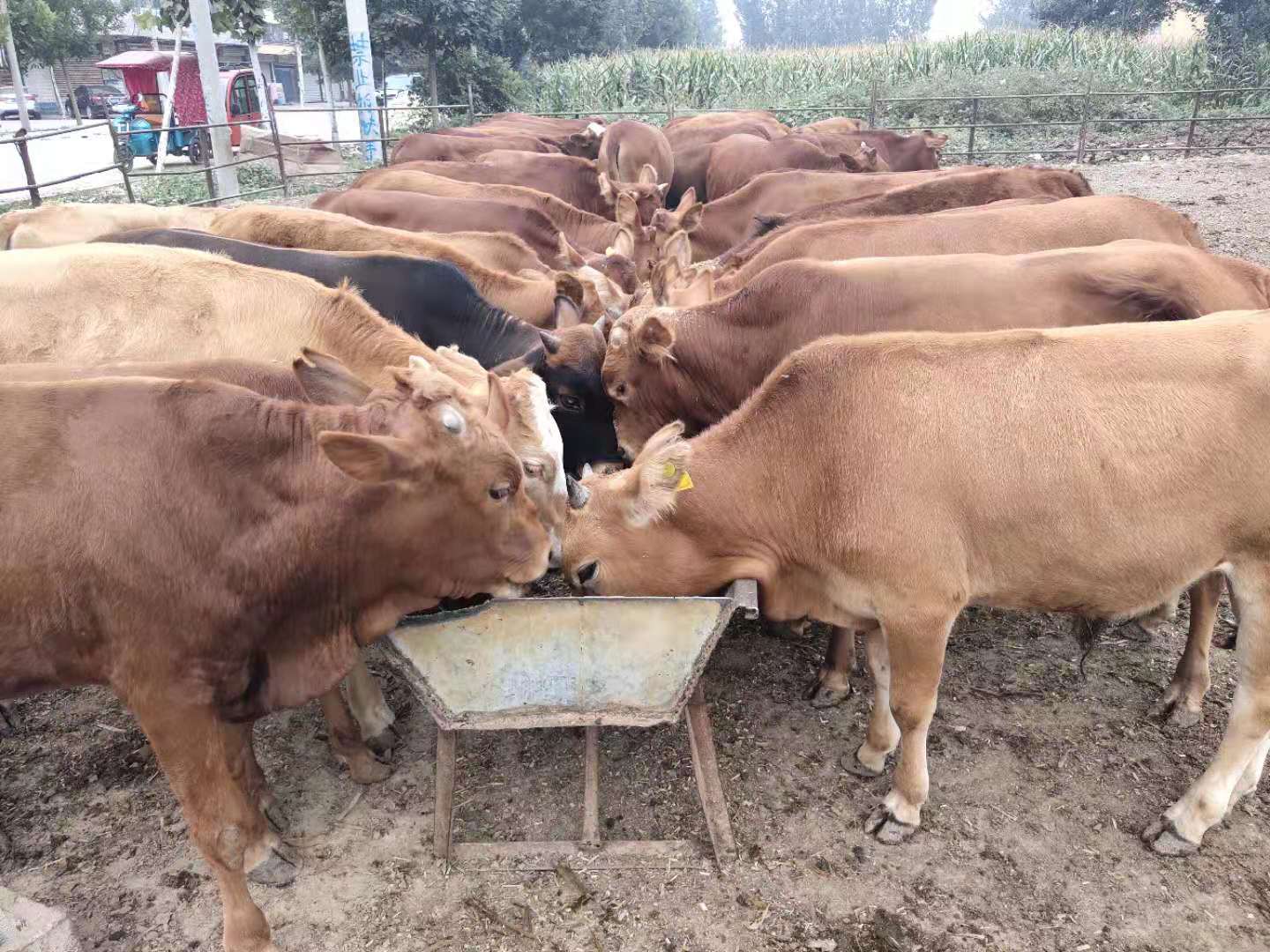 西门塔尔牛 利木赞牛 欣旺达肉牛养殖场常年对外出售优良肉牛肉牛犊 夏洛莱牛 鲁西黄牛9
