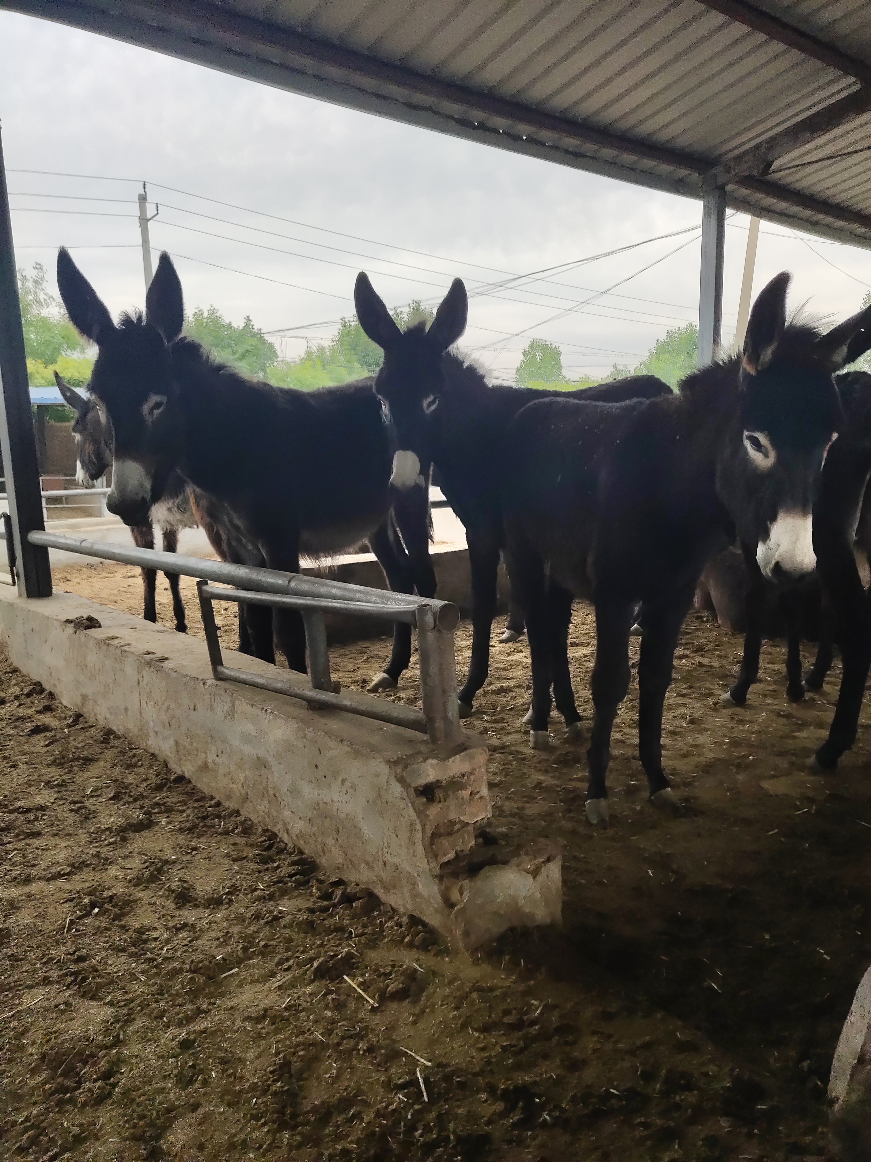 三粉驴 肉驴苗 德州驴 欣旺达养殖场全国范围出售优良肉驴 乌头驴4