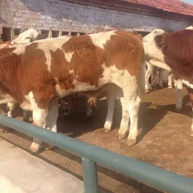 西门塔尔牛 欣旺达肉牛养殖场常年对外出售优良肉牛肉牛犊 鲁西黄牛 利木赞牛 价格优惠 夏洛莱牛1