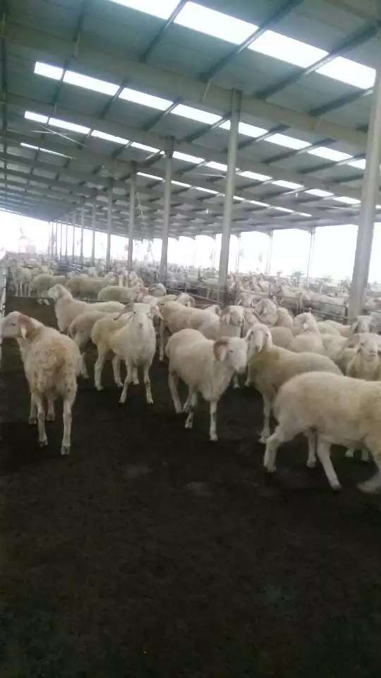欣旺达肉羊养殖场常年对外出售改良肉羊肉羊苗 改良肉羊 波尔山羊 小尾寒羊 白山羊3