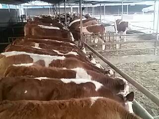 西门塔尔牛 利木赞牛 欣旺达肉牛养殖场常年对外出售优良肉牛肉牛犊 夏洛莱牛 鲁西黄牛3