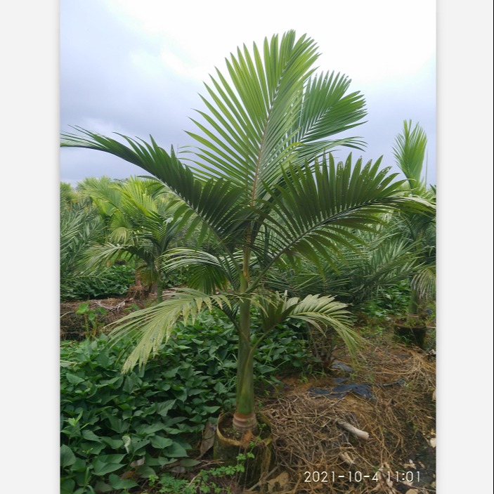 广东佛山市假槟榔基地直销 棕榈类植物