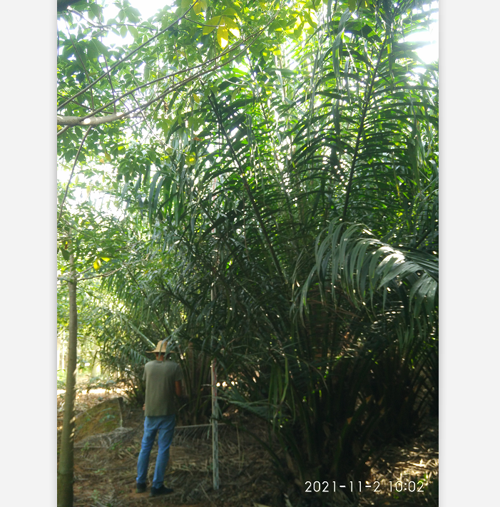 棕榈类植物 油棕产地直销价格实惠3