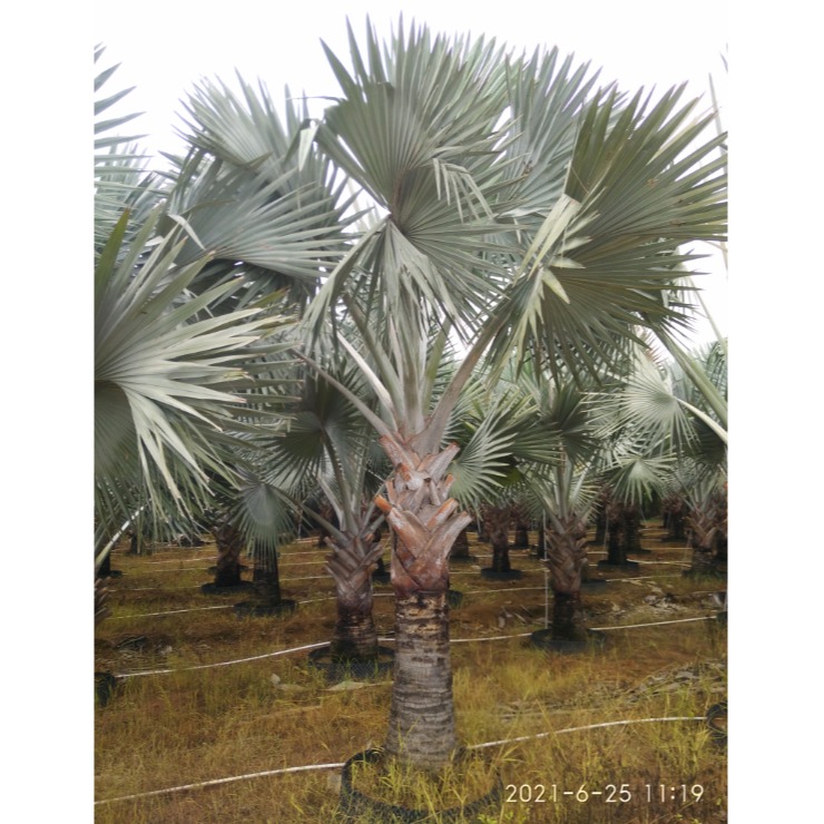 霸王棕产地直销价格实惠 棕榈类植物