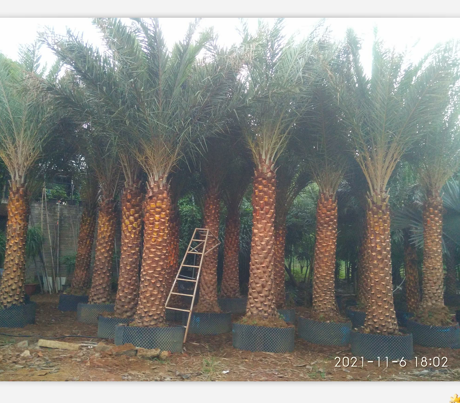 棕榈类植物 银海枣产地直销价格实惠3