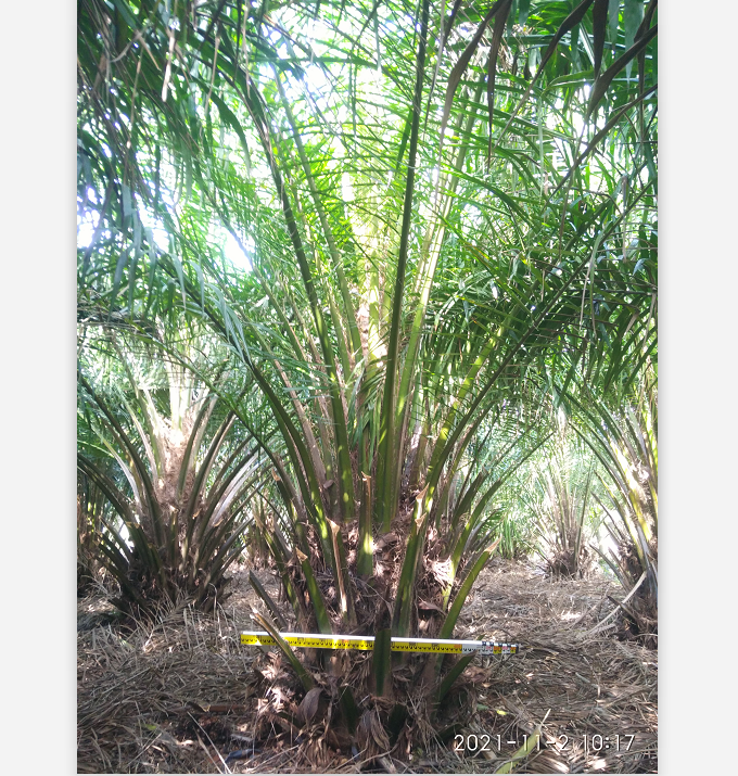 棕榈类植物 油棕产地直销价格实惠2