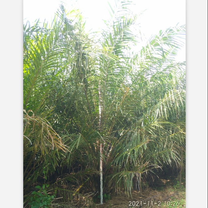 棕榈类植物 油棕产地直销价格实惠