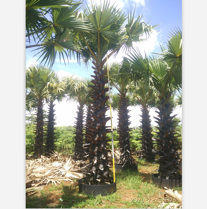 棕榈类植物 扇叶糖棕产地直销价格实惠3