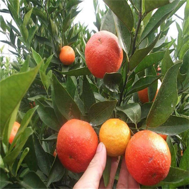 东方红柑桔苗 快速投产 蜜桔苗 湖北基地直销 成活率高 美国糖桔苗 柑橘新品种 品种齐全5