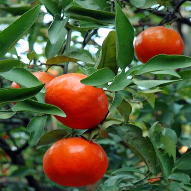 东方红柑桔苗 快速投产 蜜桔苗 湖北基地直销 成活率高 美国糖桔苗 柑橘新品种 品种齐全3