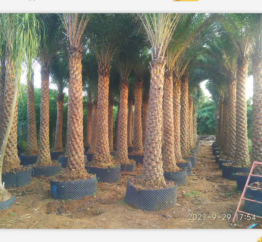 广东佛山市中东海枣基地直销 棕榈类植物2