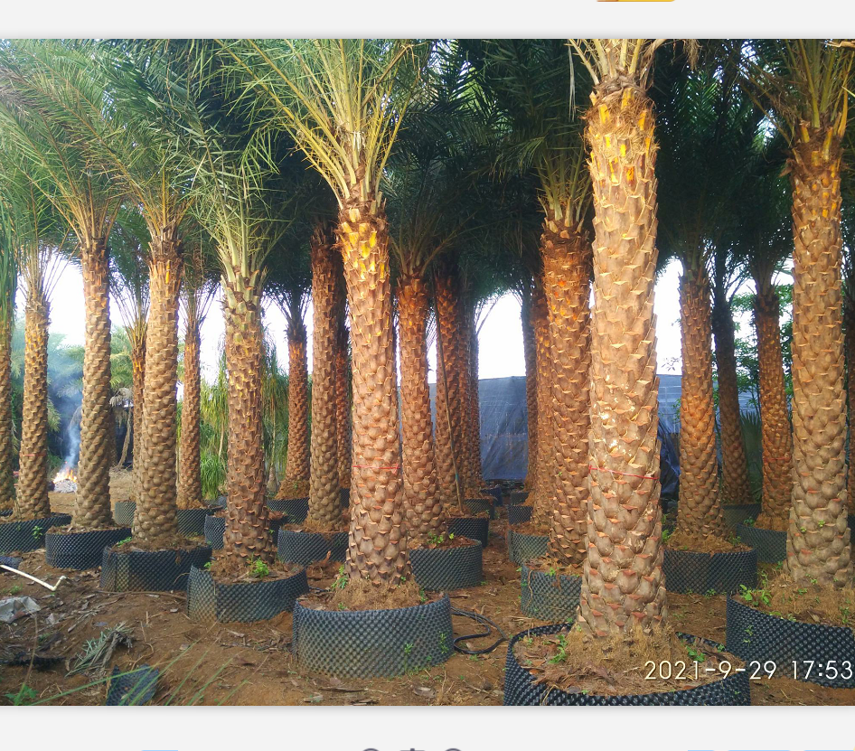 广东佛山市中东海枣基地直销 棕榈类植物1