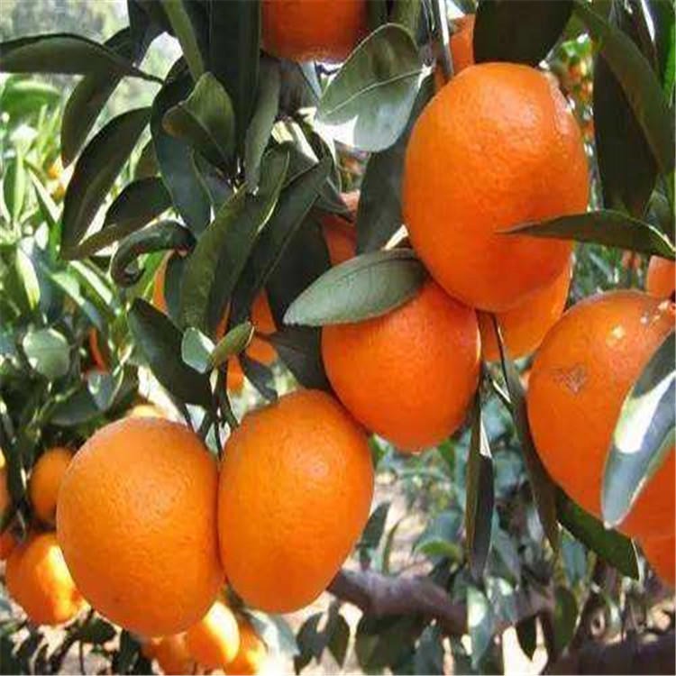 东方红苗批方 柑桔新品种 柑橘苗 基地直发 快速投产 当年结果 美国糖桔苗4