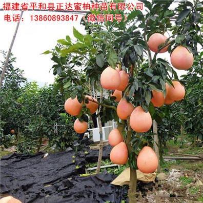 蜜柚苗新品种供应 福建大三红蜜柚苗 三红蜜柚发源地 果树3