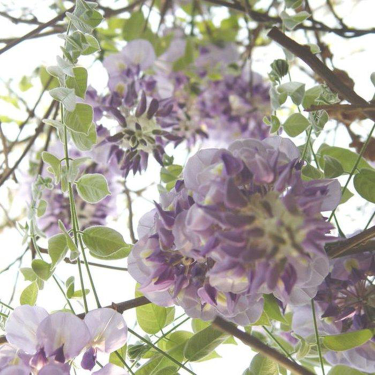 基地直销紫藤 供应园林绿化 紫藤种植基地 湘林苗圃 藤本植物2