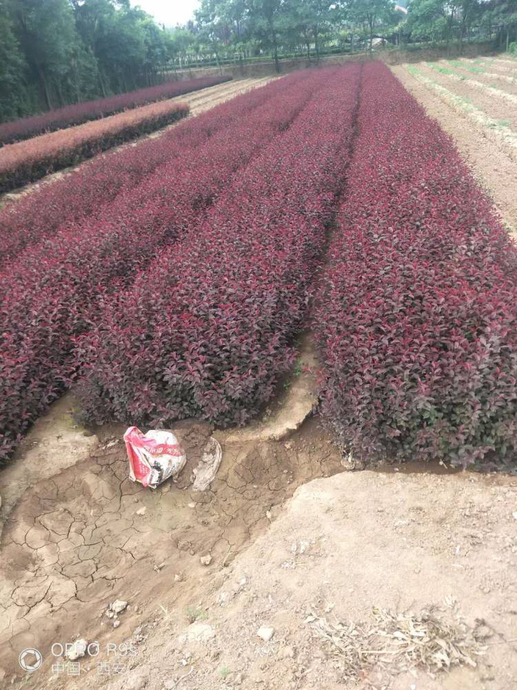 灌木 周至紫叶矮樱批发价格 常年供应1年生紫叶矮樱小苗产地3