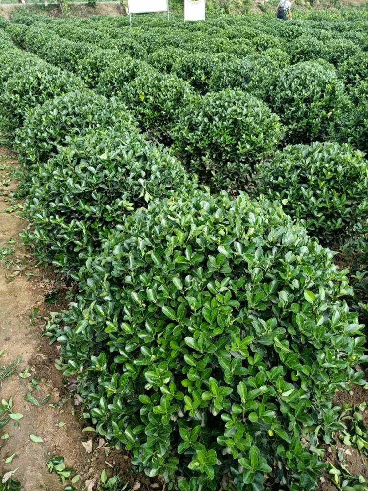 西安茶飘香苗圃常年供应现货大叶黄杨球基地直销 灌木2