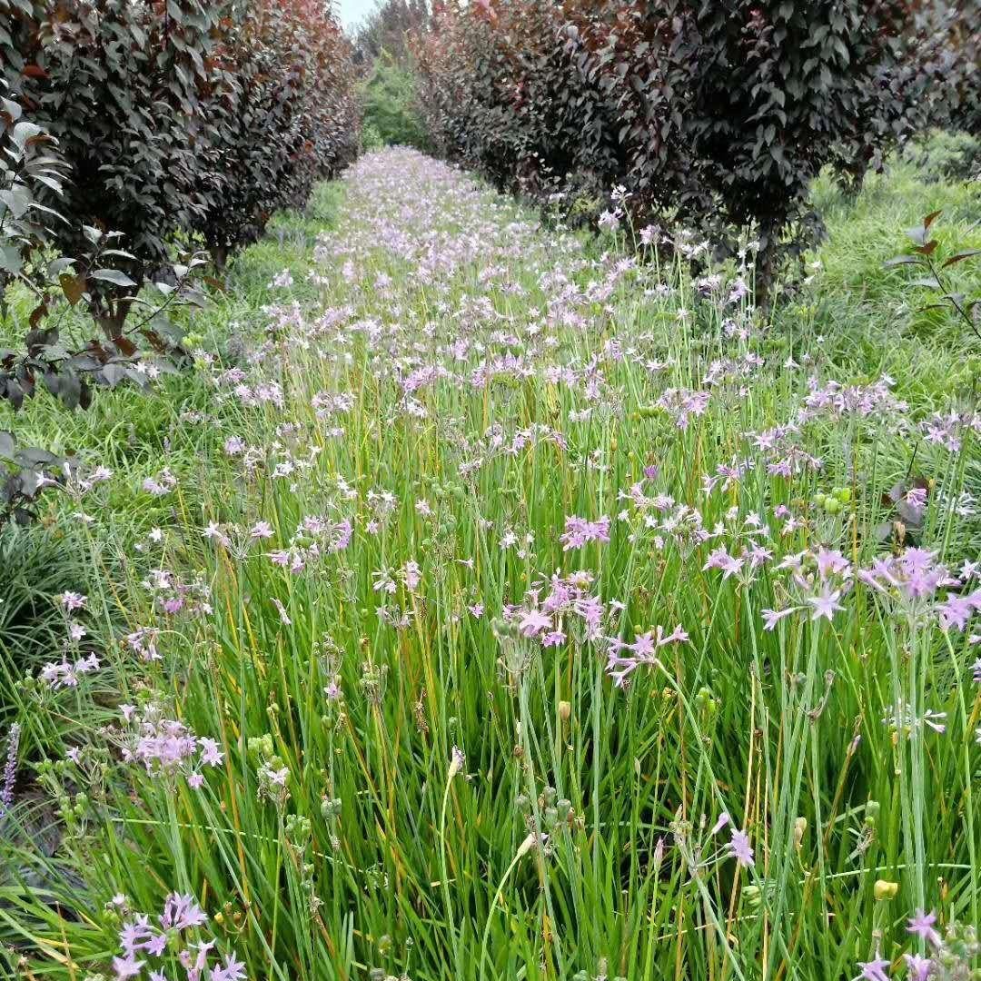 紫娇花 绿化 品种齐全紫娇花厂家直销 园林 小区 草花类 庭院 10-30公分