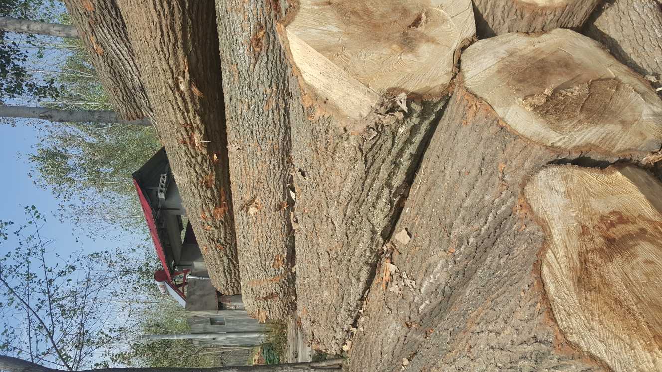 白杨木板材 椿木家具板材厂家首先河南建淼木业8