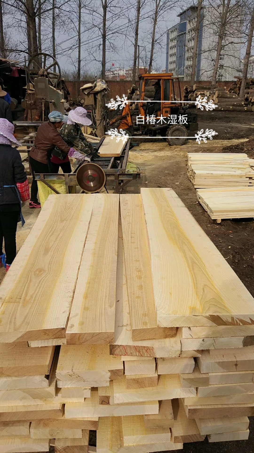 白椿木烘干板材 河南热压白杨木板材 厂家 供应 建淼木业5