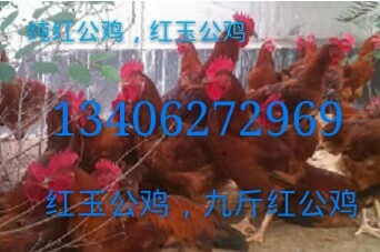 红公鸡 九斤黄 四季红公鸡苗 380种蛋 大红公鸡批发 厂家优质红肉杂公鸡苗2
