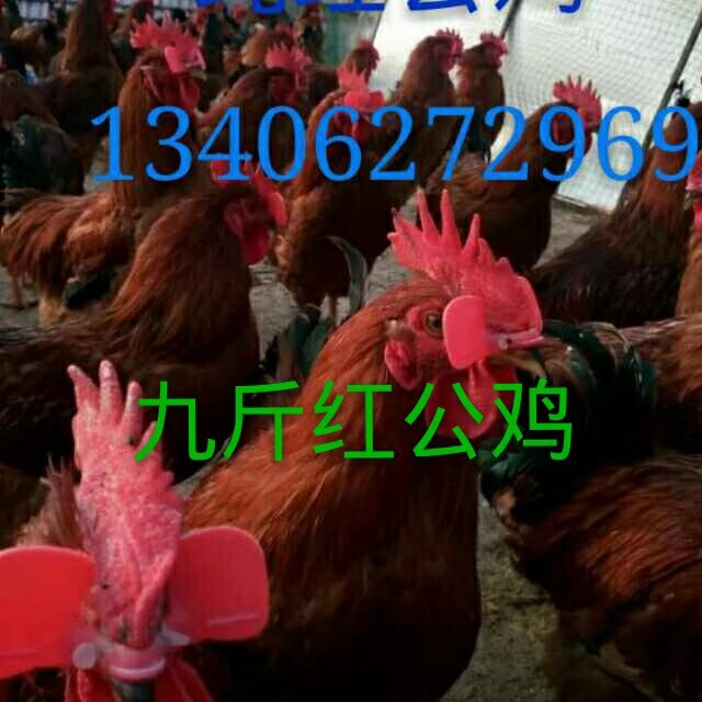 红公鸡 九斤黄 四季红公鸡苗 380种蛋 大红公鸡批发 厂家优质红肉杂公鸡苗1