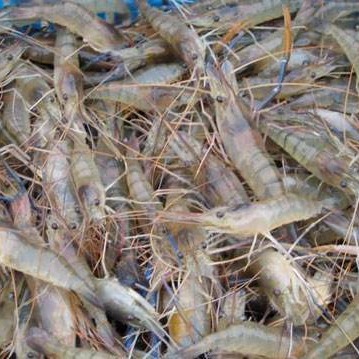 鲜活虾类 全国送货上门 确保成活率 罗氏沼虾育苗场