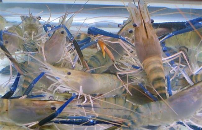 罗氏沼虾苗 鲜活虾类 确保成活率全国飞机发货1