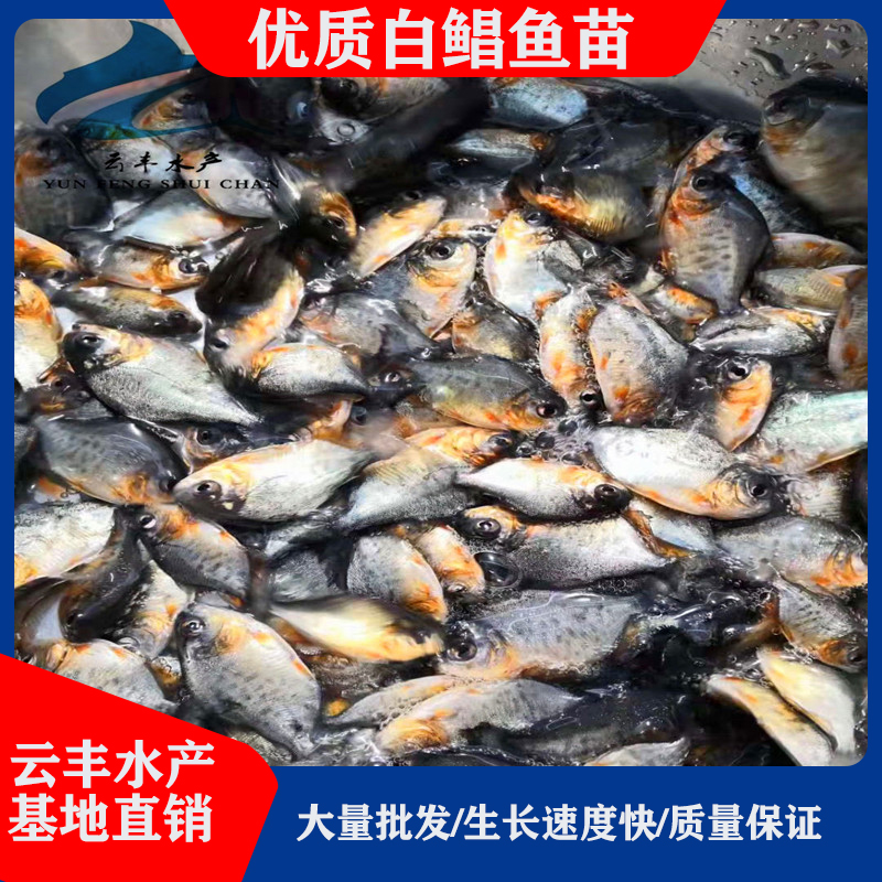 云丰水产全国发货 质量保证 雅安鲳鱼苗厂家 红鲳鱼苗价格 出售鲳鱼苗5