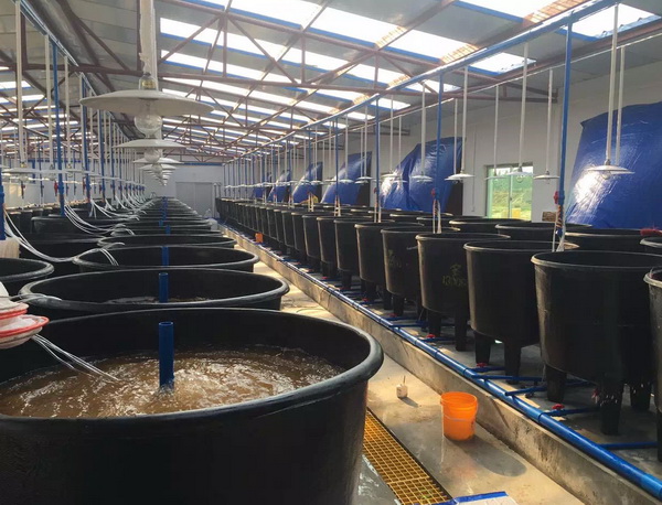 包技术包回收 成活率高 全国发货 工厂化养殖淡水南美对虾苗批发出售2