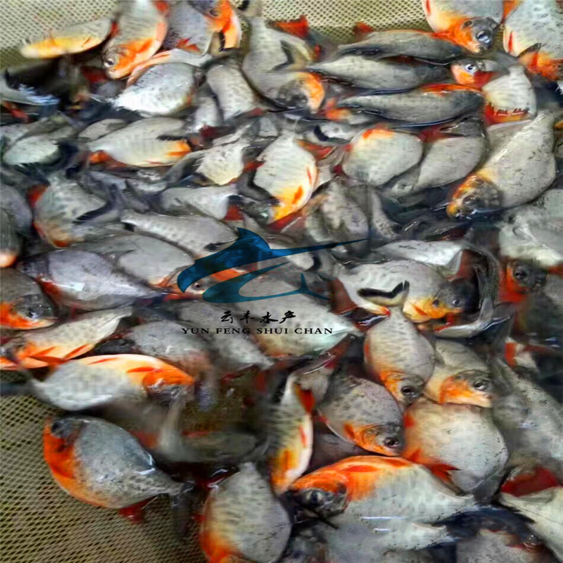 云丰水产全国发货 质量保证 雅安鲳鱼苗厂家 红鲳鱼苗价格 出售鲳鱼苗1