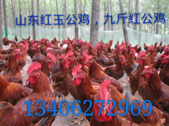红公鸡批发 80种蛋 大红公鸡价格 四季红公鸡苗 红肉杂公鸡苗1