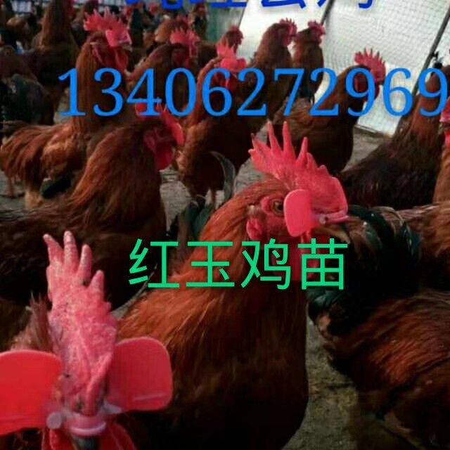 红公鸡批发 80种蛋 大红公鸡价格 四季红公鸡苗 红肉杂公鸡苗2