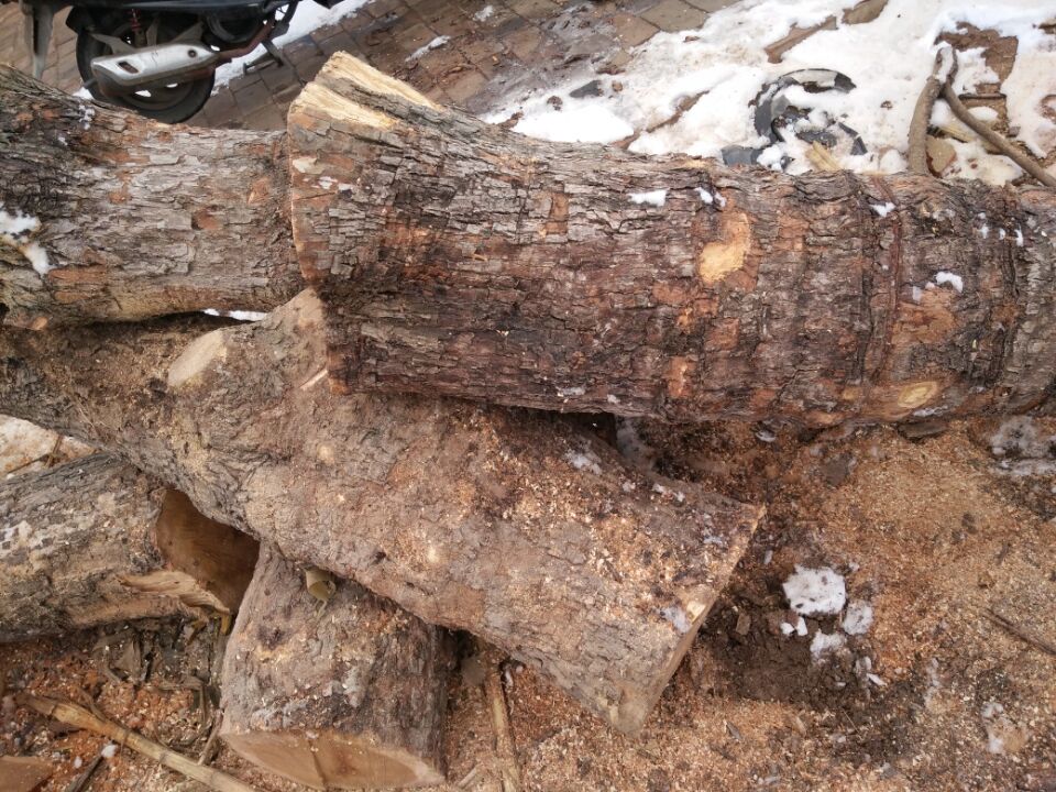 雕刻枣木 厂家直销工艺枣木 大直径枣木原木 直径15-40公分工艺枣木5