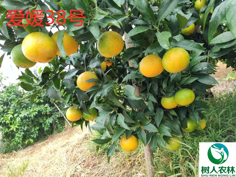 网红果冻橙爱媛38号红美人柑橘苗签订合同纯度保证顺丰包邮6