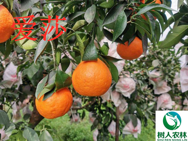 果树 早熟柑橘新品种爱莎柑橘苗签订合同纯度保证5