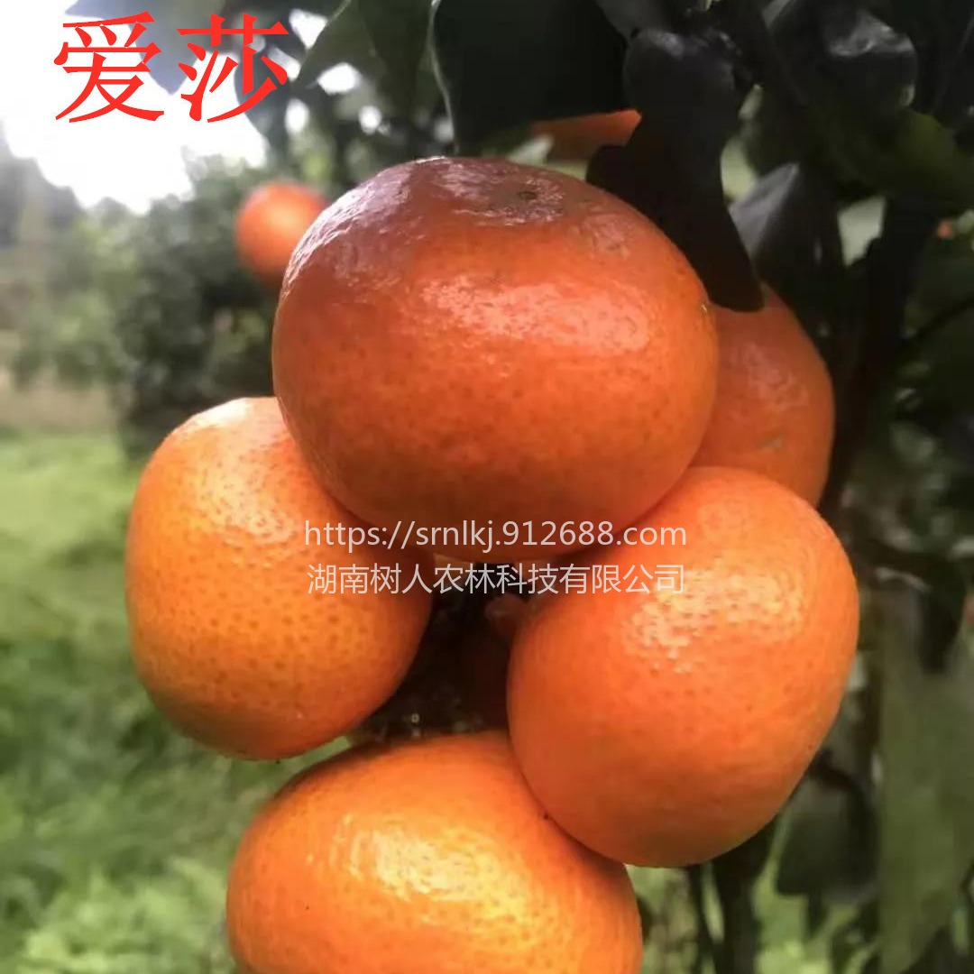 果树 早熟柑橘新品种爱莎柑橘苗签订合同纯度保证6
