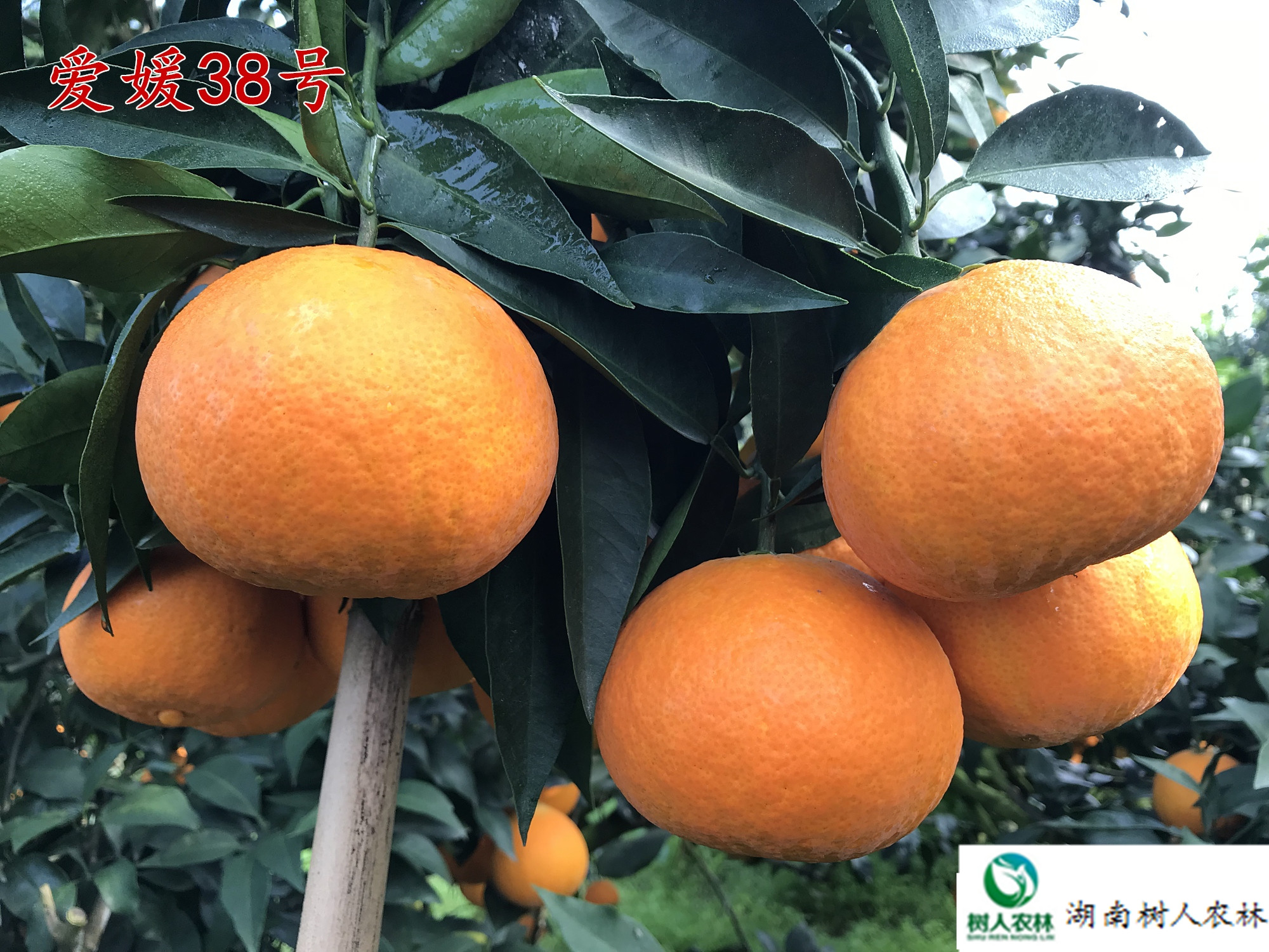 网红果冻橙爱媛38号红美人柑橘苗签订合同纯度保证顺丰包邮7