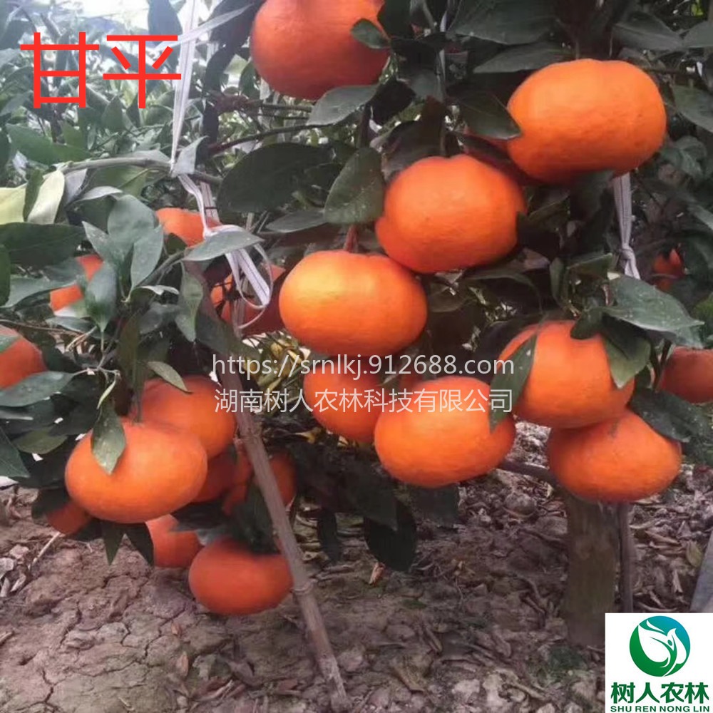 果树 晚熟柑橘新品种甘平柑橘苗甘平杯苗签订合同纯度保证